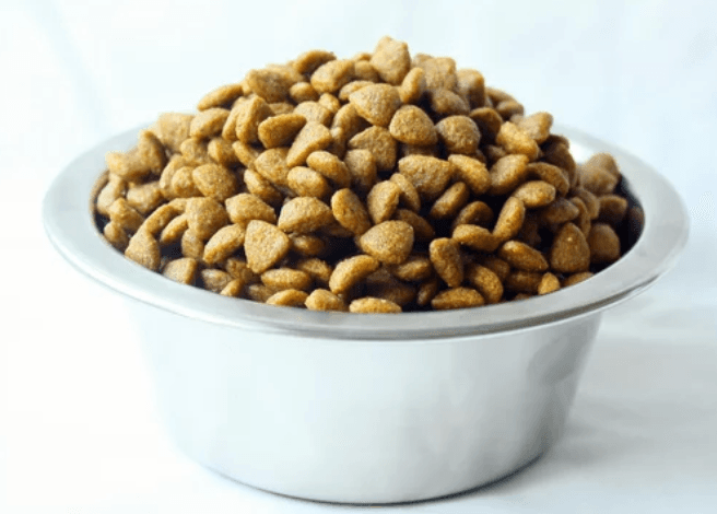 Gamelle en inox remplie de croquettes