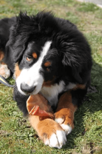 Chiot Bernois croquant une oreille de porc
