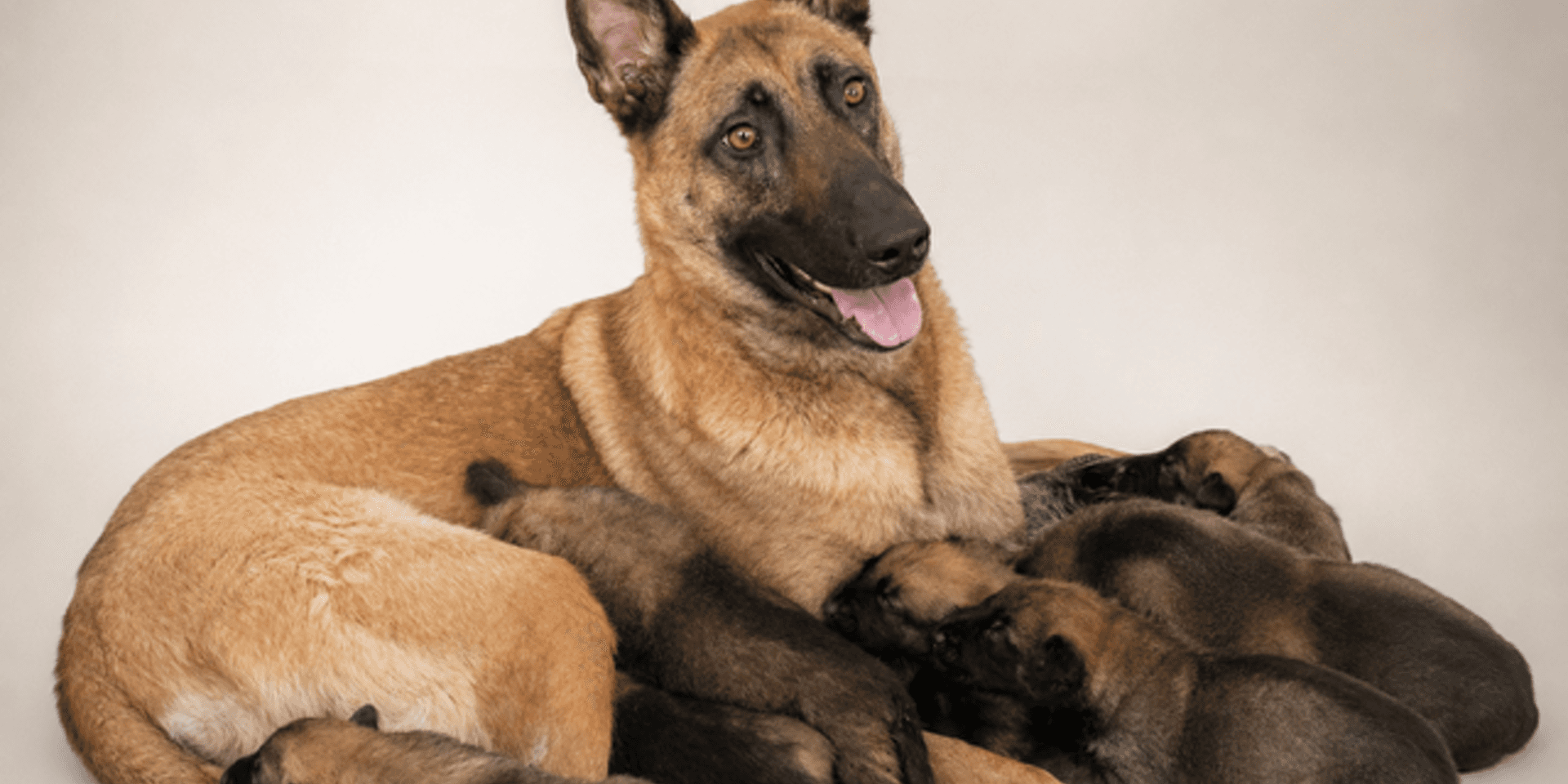 Bergers Allemands et Malinois — élevage LOF Lady Noire