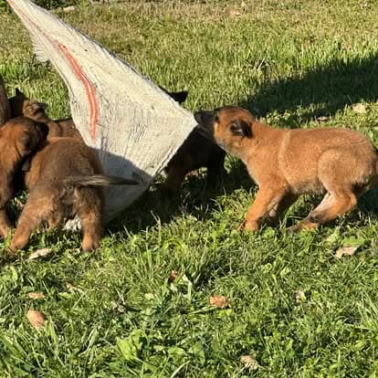 492044895 1242655084529731 7169463115352446387 n