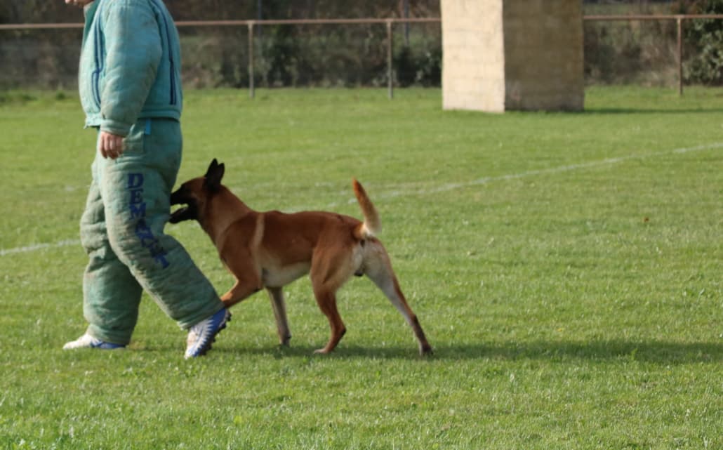 IMG 2804 e1544781218702 1030x641