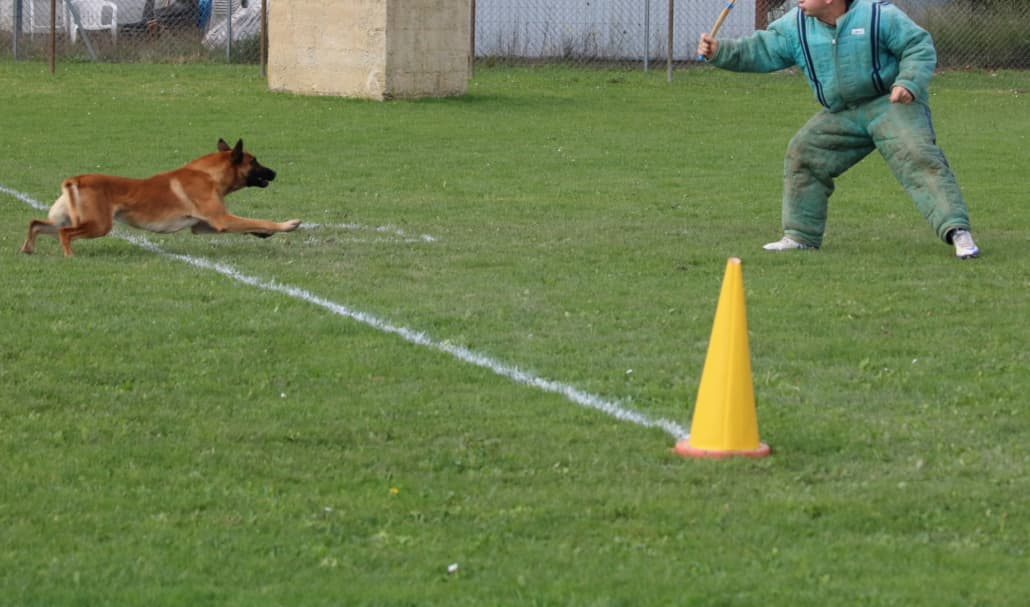 IMG 2839 e1544781297678 1030x607