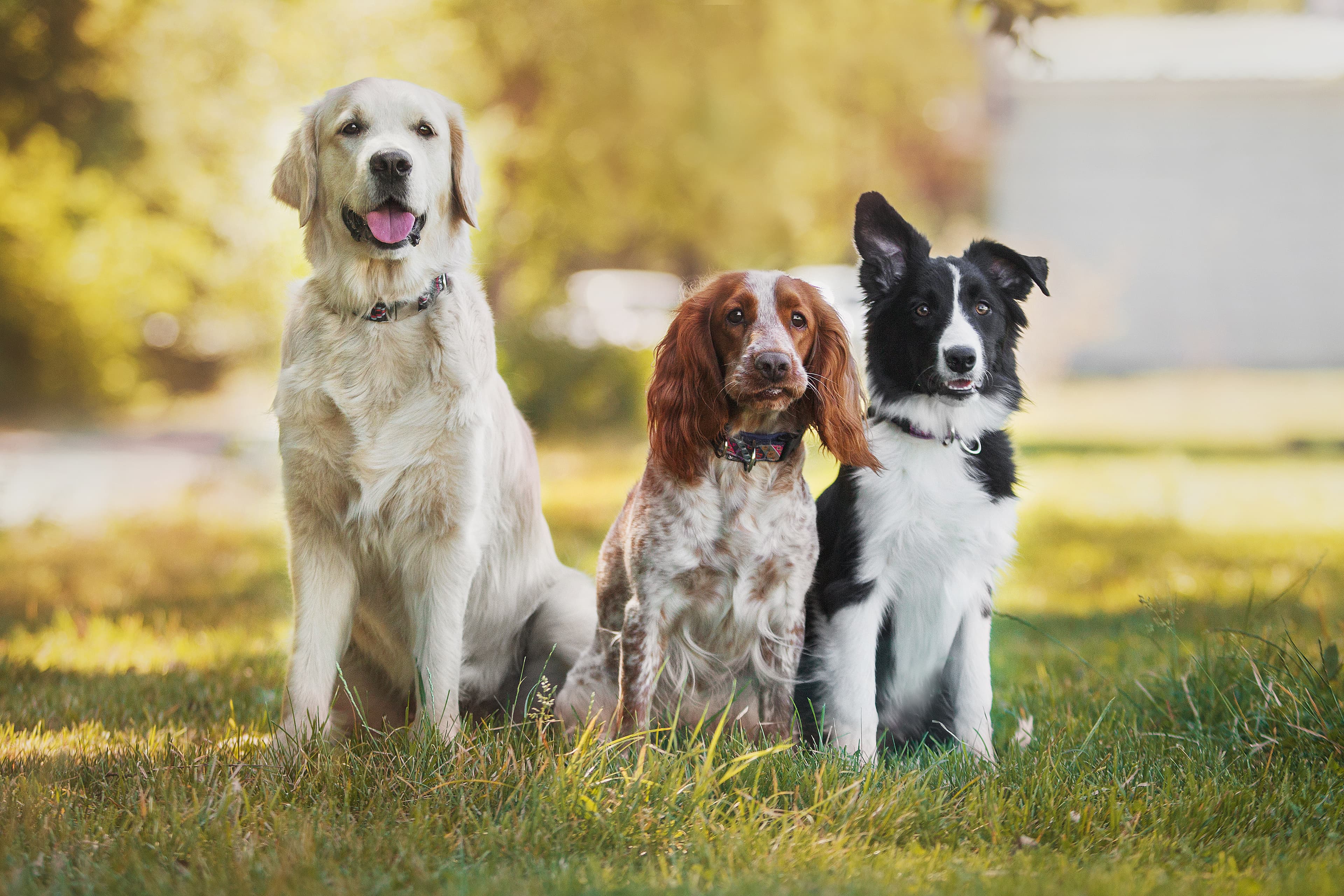 Pension canine Lady Noire à Foëcy