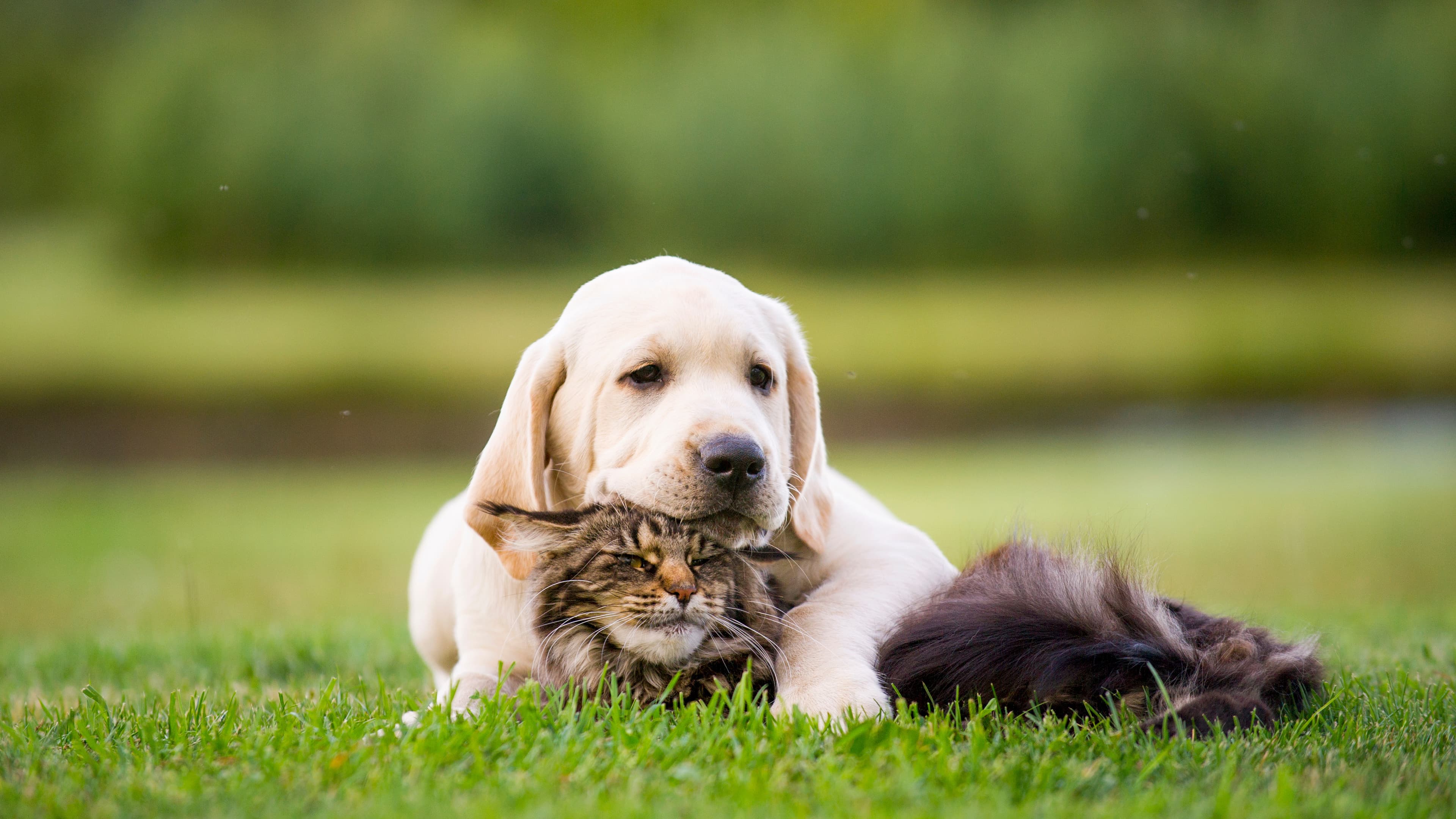 Chien et chat — pension Lady Noire