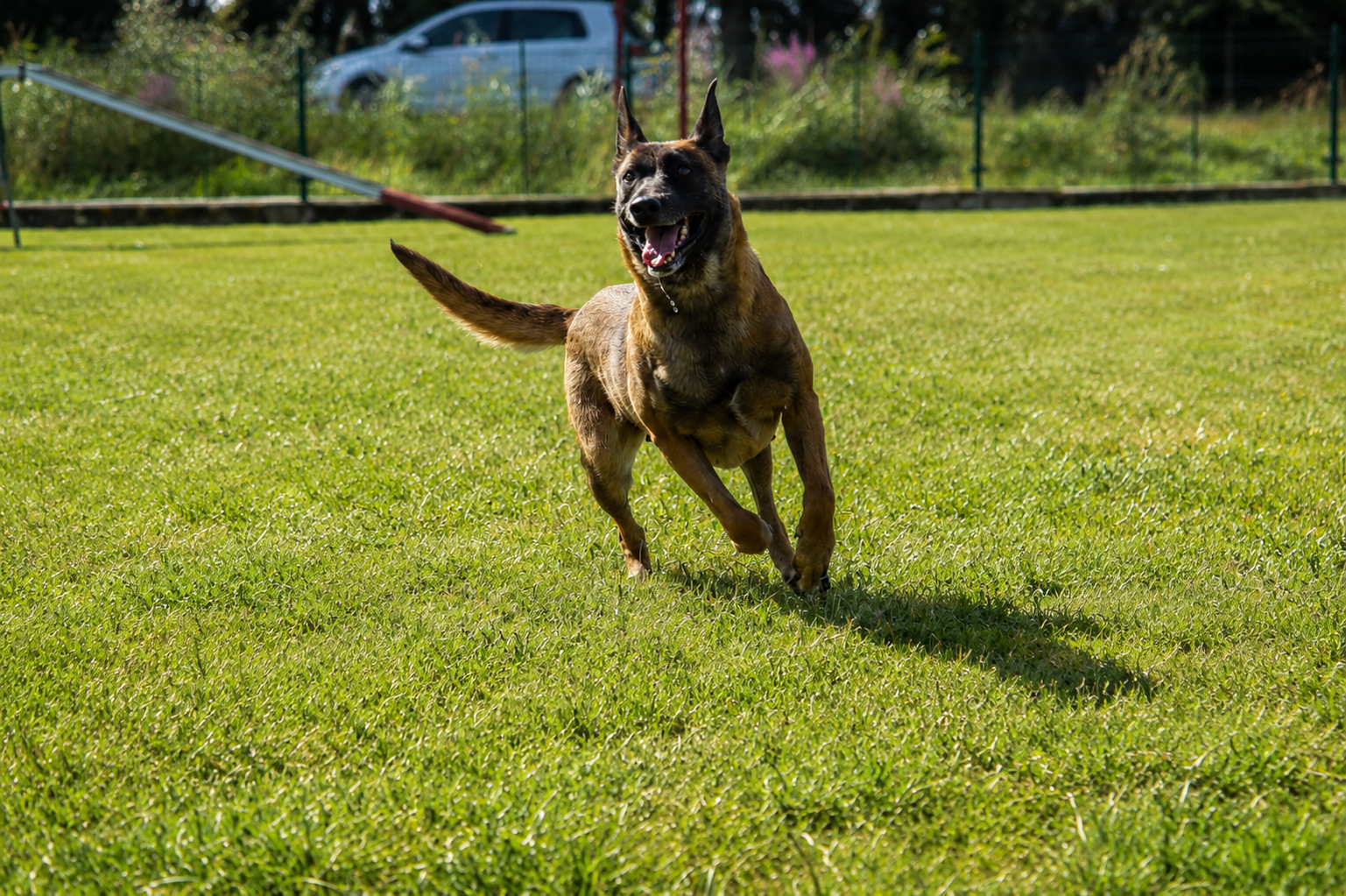 Malinois au rapport — actualités Lady Noire